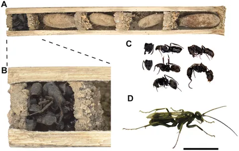 bone-house wasp: deuteragenia ossarium, a spider wasp