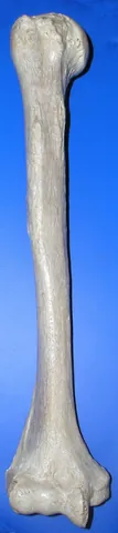 bone: a composite material consisting largely of calcium phosphate and collagen and making up the...