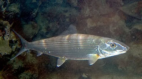 bonefish: any of various game fish, of the family Albulidae, found in shallow, tropical waters