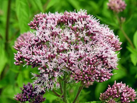 boneset: any of several plants of the genera Eupatorium and Ageratina