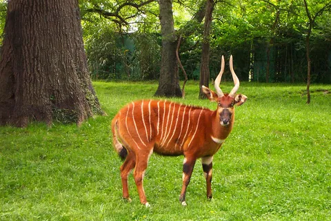 bongo: a striped bovine mammal found in Africa, Tragelaphus eurycerus
