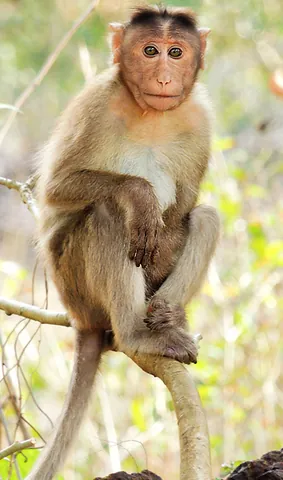 bonnet macaque: macaca radiata, a macaque endemic to southern India