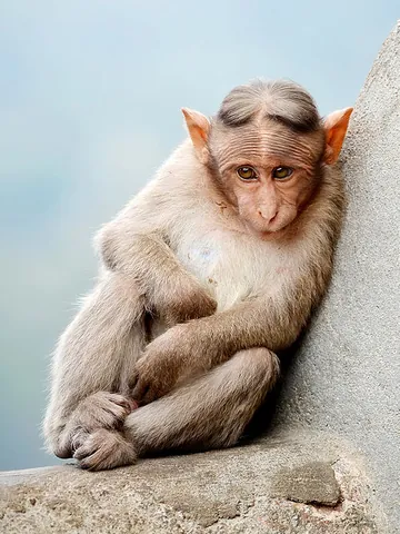bonnet monkey: macaca radiata, a macaque endemic to southern India
