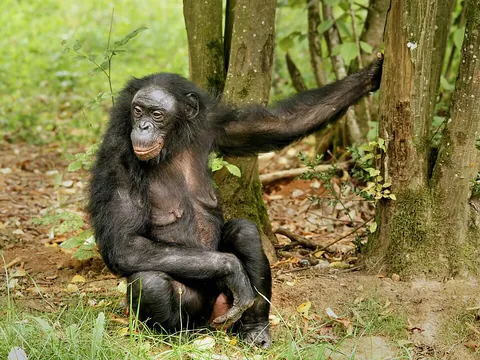 bonobo: a great ape, Pan paniscus, from Africa south of the Congo river