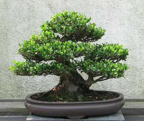 bonsai: a tree or plant that has been miniaturized by planting it in a small pot, restricting its roots,...