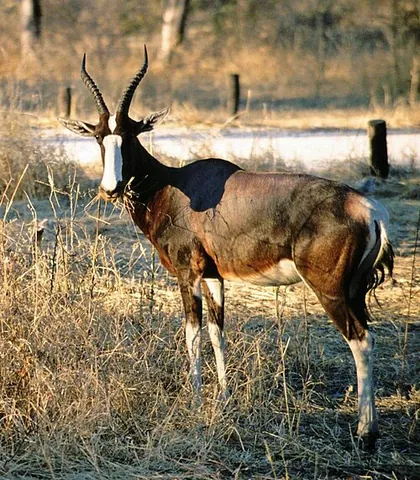 bontebok: a South African antelope of genus Damaliscus
