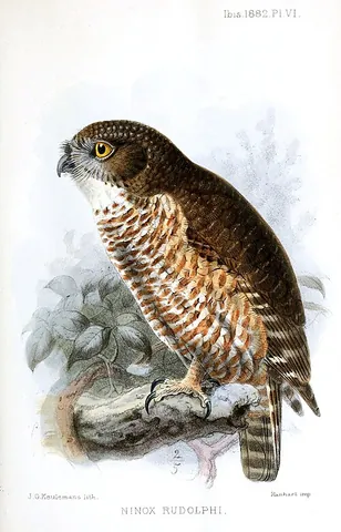 boobook: any of various owls of Asia and Australasia of the genus Ninox