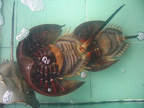 book gill: a gill found in horseshoe crabs consisting of membranous folds, resembling the leaves of a book