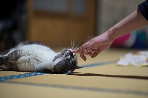 boop: a low-pitched beeping sound