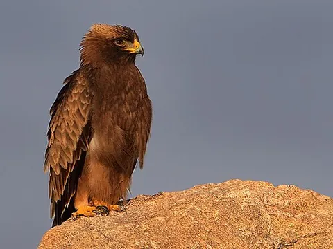 booted eagle: hieraaetus pennatus, a medium-sized mostly migratory bird of prey with a wide distribution in the...