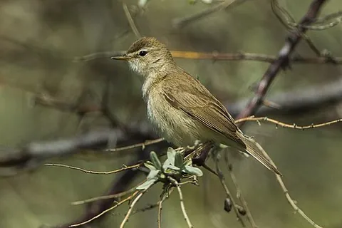 booted warbler: iduna caligata, an Old World warbler in the tree warbler group
