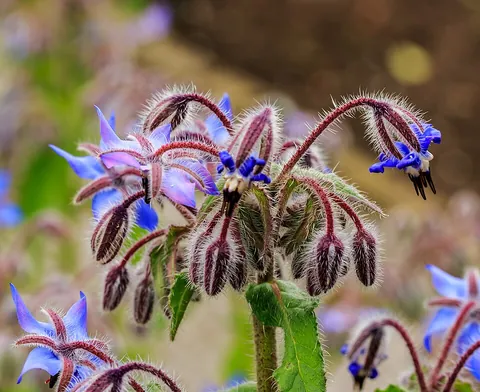 borage: borago officinalis, a Mediterranean plant with rough, cucumber-flavored leaves and stems, used in...