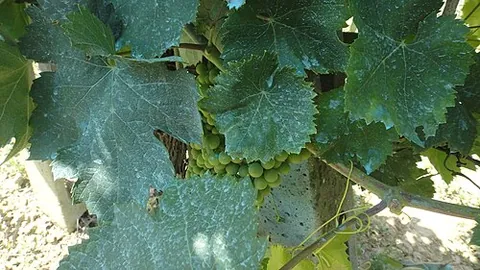 bordeaux mixture: a mixture of copper sulfate and lime that is sprayed on plants as a fungicide