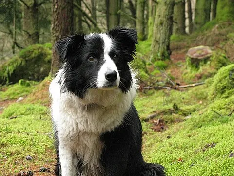 border collie: a herding dog of a breed originating near the border between England and Scotland, and specifically...