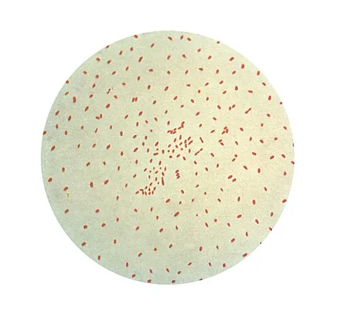 bordetella: any of several gram-negative coccobacilli, of the genus Bordetella, many of which are pathogenic;...