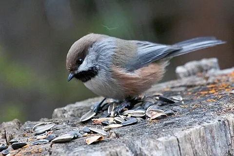 boreal chickadee: a small bird of species Poecile hudsonicus, of the tit family (Paridae)