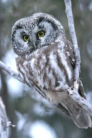 boreal owl: a species of owl, Aegolius funereus