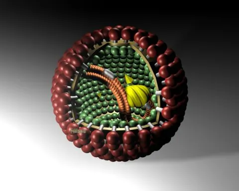 bornavirus: any of a group of viruses, of the genus Bornavirus, responsible for Borna disease
