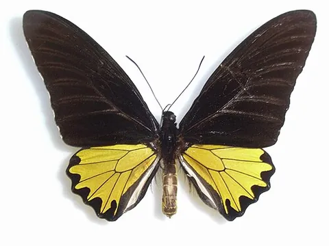 borneo birdwing: troides andromache, a species of Bornean birdwing butterfly