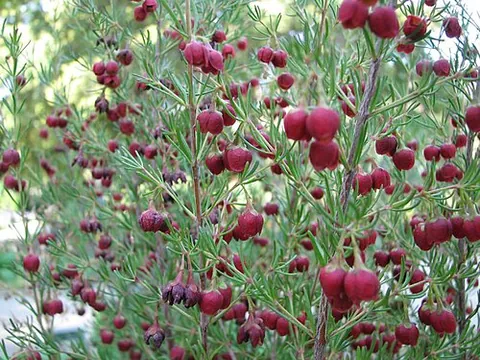 boronia: any of several aromatic herbs, of the genus Boronia, used in perfumery
