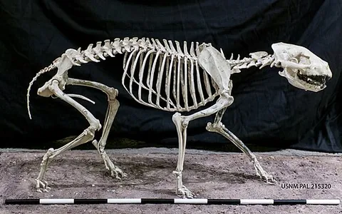 borophagine: any extinct canid of the subfamily Borophaginae; a bone-crushing dog