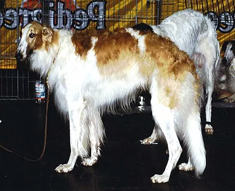 borzoi: a dog of a particular breed, similar in shape to a greyhound but with longer silkier hair