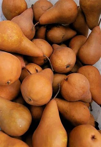 bosc: a particular cultivar of pear