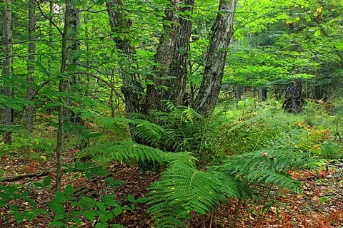 bosk: a bush
