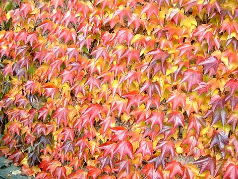 boston ivy: a perennial vine related to the grapevine, Parthenocissus tricuspidata, which, like true ivy...
