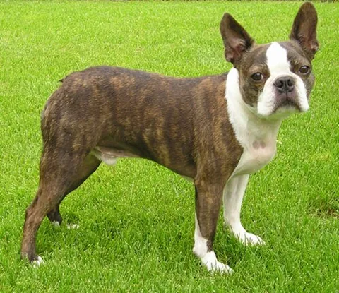 boston terrier: a medium-sized black and white dog