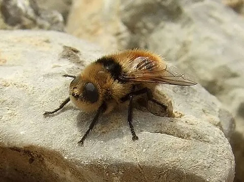 botfly: one of several dipterous insects of the family Oestridae, the larvae of which are parasites on many...