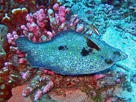 bothid: any of the species of the lefteye flounder family Bothidae