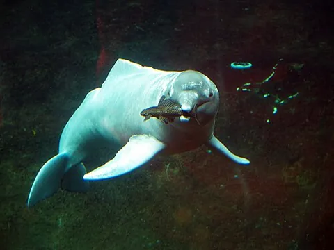 boto: inia geoffrensis, a species of freshwater dolphin endemic to the Amazon river system
