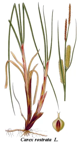 bottle sedge: a sedge species, Carex rostrata
