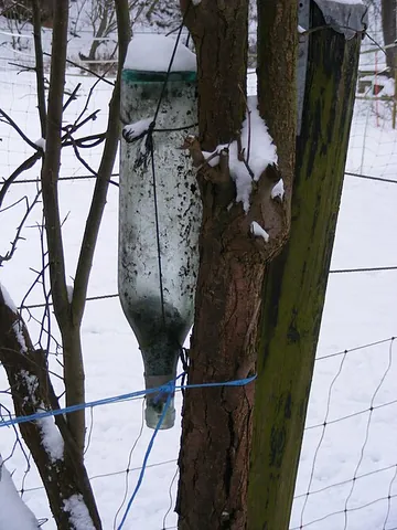 bottle trap: a baited trap used to catch insects, made from a plastic bottle