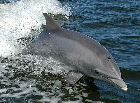 bottlenose dolphin: one of the species of gray dolphin in the genus Tursiops, between two and four meters in length,...