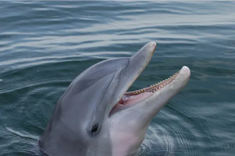 bottlenose: bottlenose dolphin