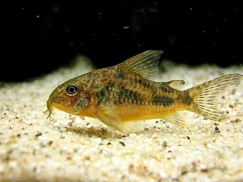 bottom feeder: a fish or other aquatic creature that feeds off the bottom of its habitat; a flatfish