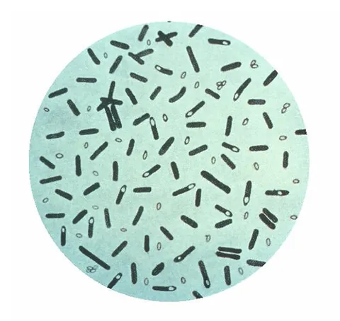 botulism: poisoning caused by the toxin from Clostridium botulinum, an anaerobic bacterium that grows in...