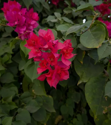 bougainvillea: any of several South American flowering shrubs or lianas, of the genus Bougainvillea, having three...