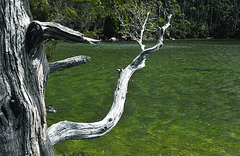 bough: a tree-branch, usually a primary one directly attached to the trunk