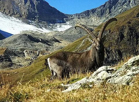 bouquetin: alpine ibex (Capra ibex)