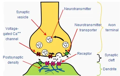 bouton: a bud-like swelling, especially one at the end of an axon