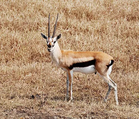 bovid: an animal of the family Bovidae (such as the antelope, cattle, goat, and sheep)