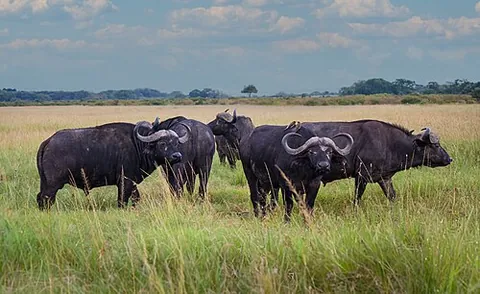 bovine: of, relating to, or characteristic of cattle, buffaloes, or bison