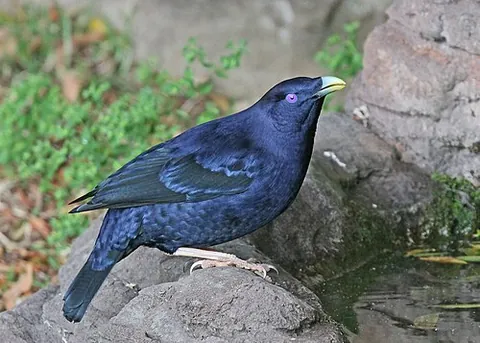 bower bird: any bird of the Australasian family Ptilonorhynchidae noted for building display structures...