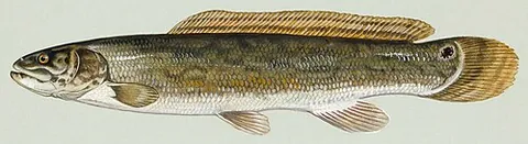 bowfin: especially, a ruddy bowfin (Amia calva)