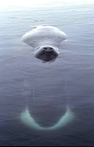 bowhead: a large baleen whale, of species Balaena mysticetus, having a large, rounded head, that inhabits...