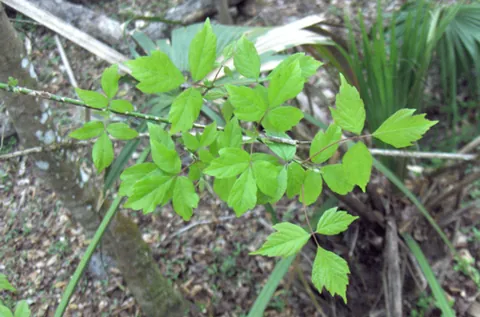 box elder: acer negundo, a North American maple
