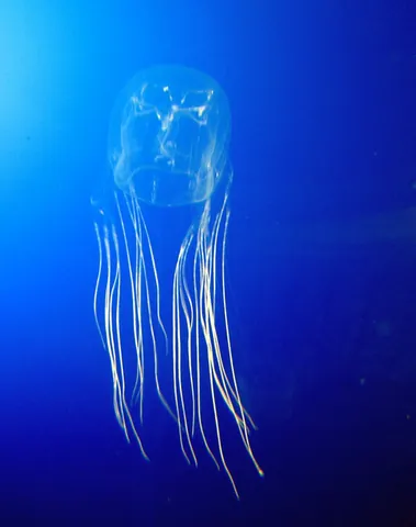 box jellyfish: pacific jellyfish of class Cubozoa